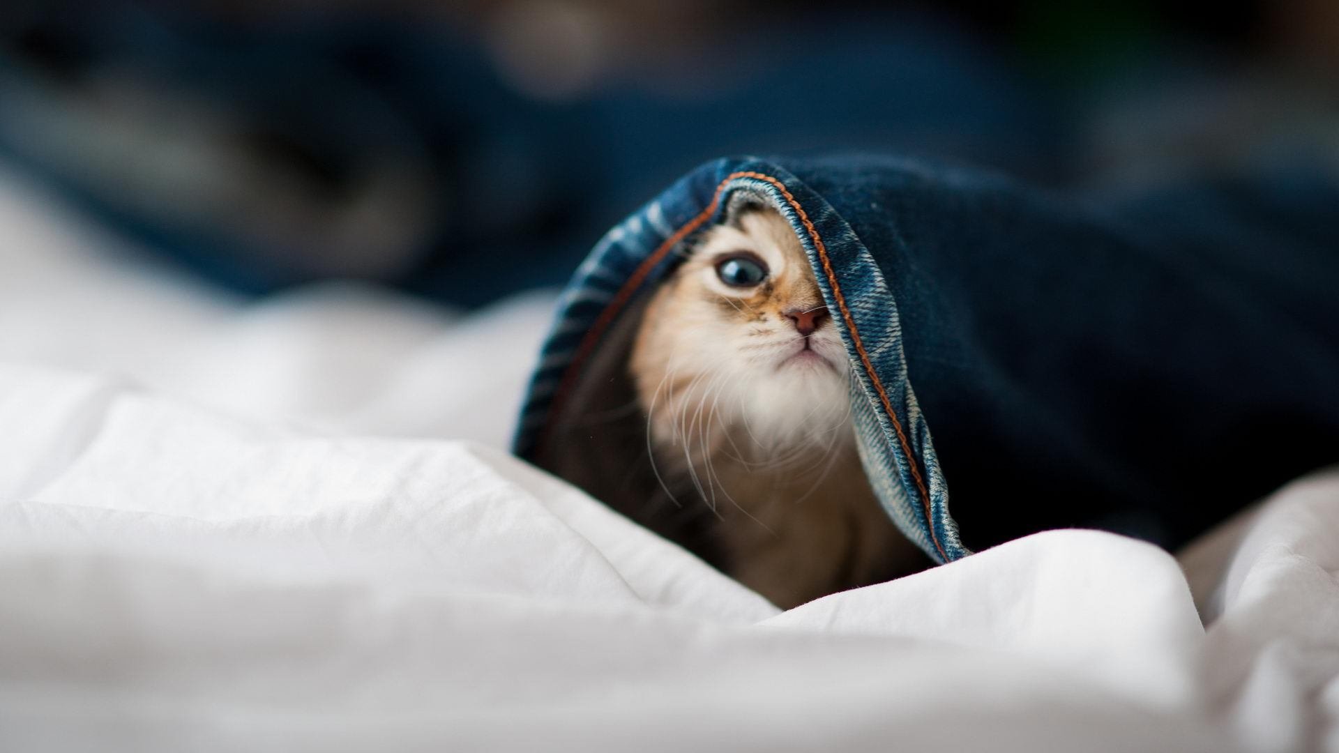 leisu-苏亚雷斯一锤定音，波兰铁血防守连续得分压制南非